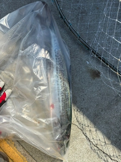 サゴシの釣果