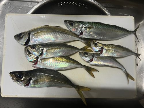 アジの釣果