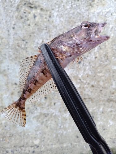 アサヒアナハゼの釣果