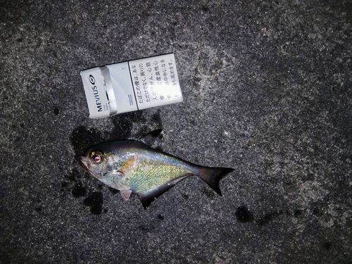 ミナミハタンポの釣果