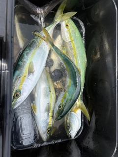 フクラギの釣果