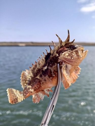 ハオコゼの釣果