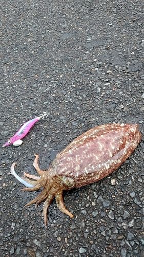 コウイカの釣果