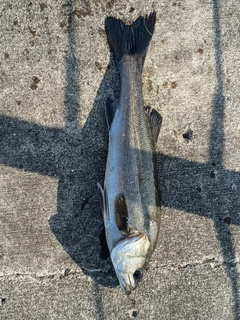 スズキの釣果