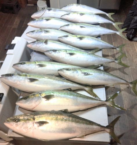 ブリの釣果