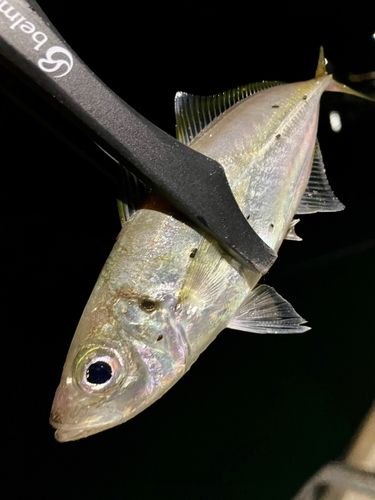 マアジの釣果