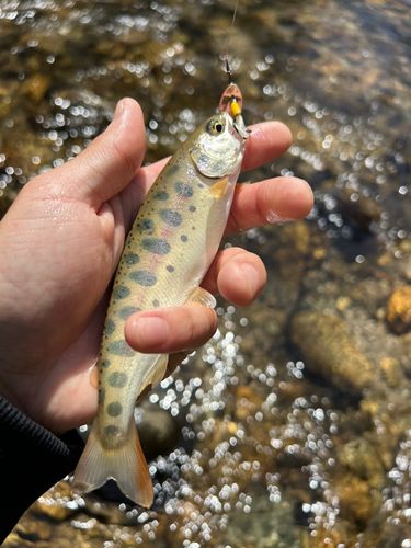 ヤマメの釣果