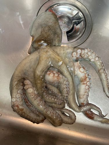 タコの釣果