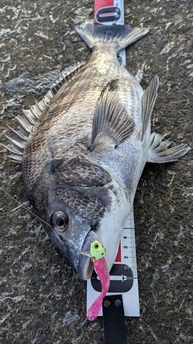 クロダイの釣果