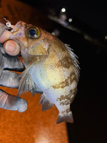 メバルの釣果