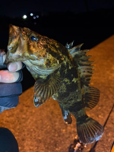 タケノコメバルの釣果