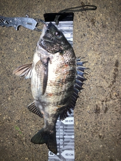 クロダイの釣果