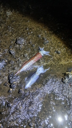 ヤリイカの釣果