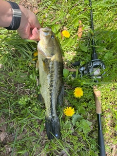 ラージマウスバスの釣果