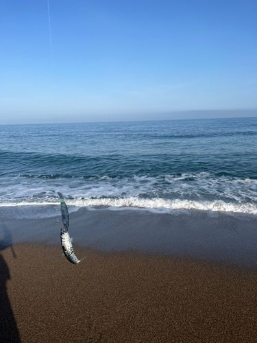 マイワシの釣果