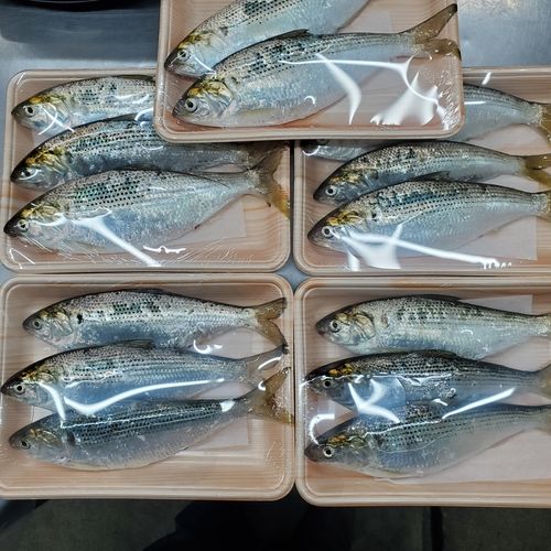 コノシロの釣果