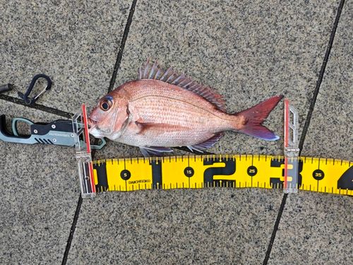 タイの釣果