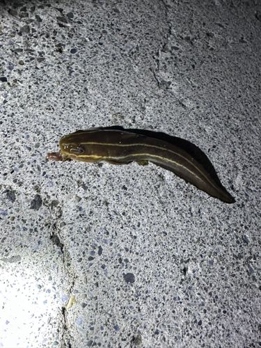 ゴンズイの釣果
