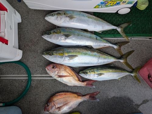 ハマチの釣果