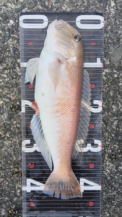 シロアマダイの釣果