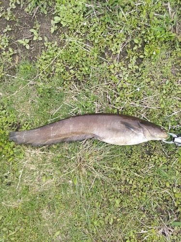 ニホンナマズの釣果