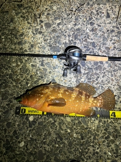 アコウの釣果