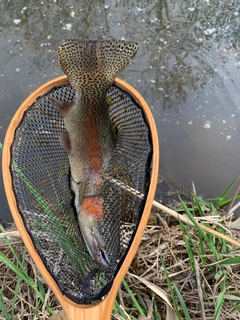 ニジマスの釣果