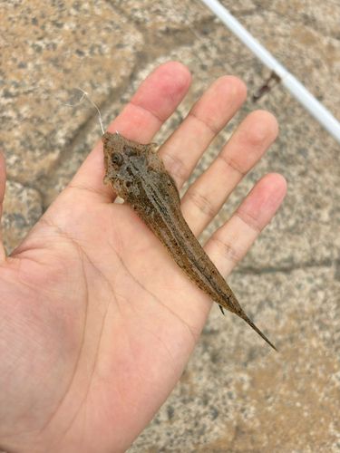 ネズミゴチの釣果
