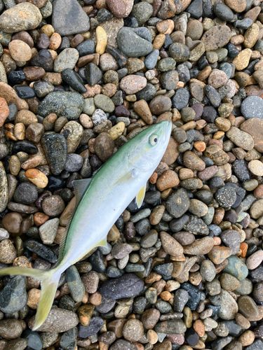 ワカシの釣果