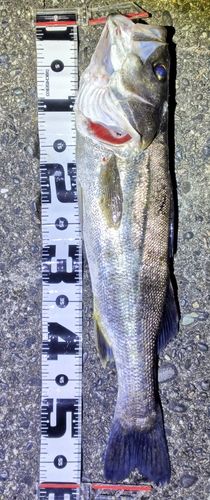フッコ（マルスズキ）の釣果