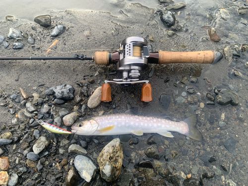 アメマスの釣果