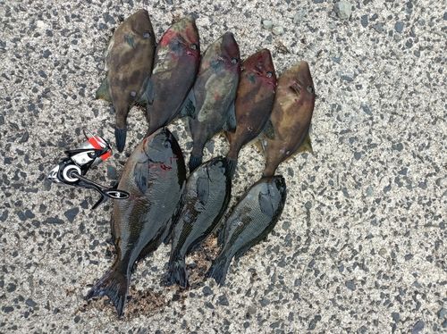 クロの釣果