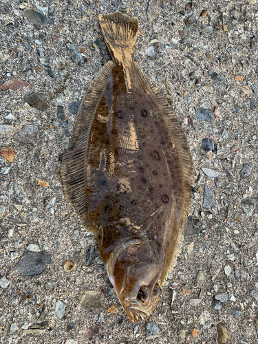 カレイの釣果