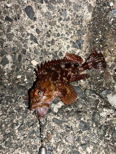 カサゴの釣果