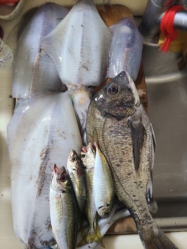アオリイカの釣果
