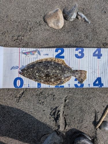 ヒラメの釣果