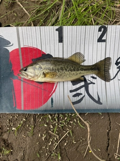 ラージマウスバスの釣果