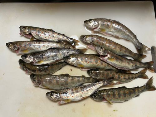 アマゴの釣果