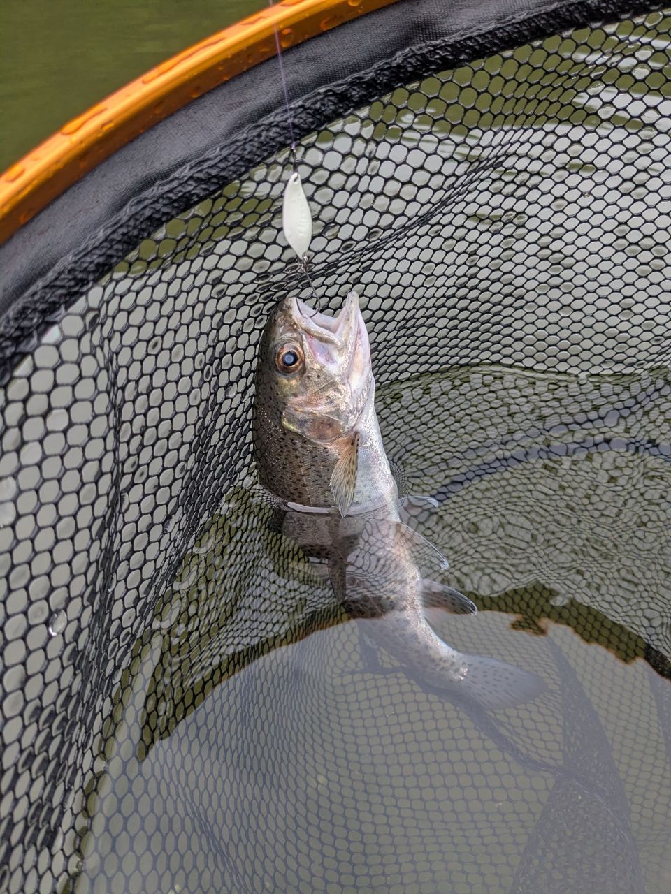 ニジマスの釣果写真