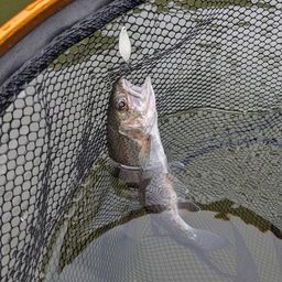 ニジマスの釣果写真
