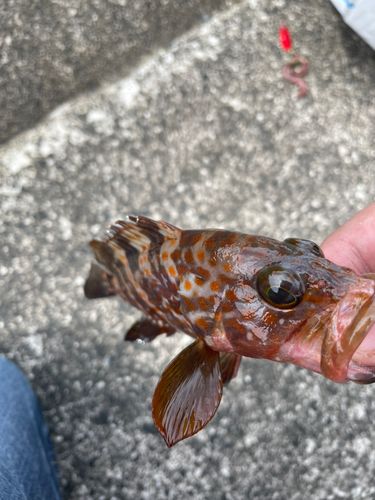 アコウの釣果