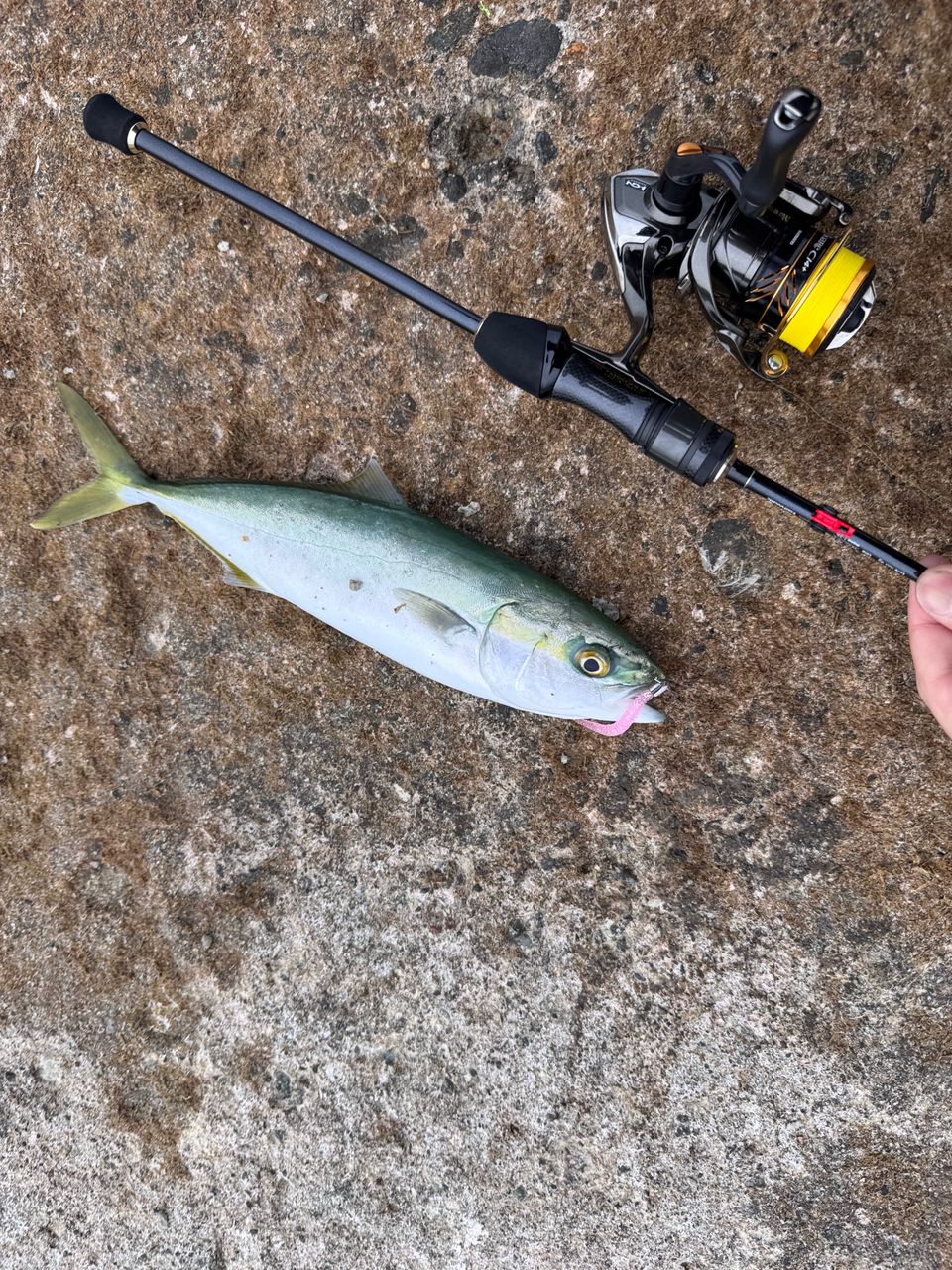 SHIMANO 17ソアレ CI4+ C2000SS PGの最安値・インプレ・釣果 | 本音の