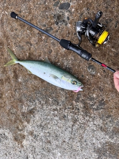 コゾクラの釣果