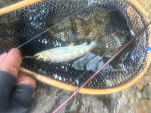 アマゴの釣果