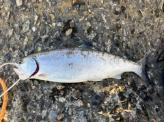 シラメの釣果