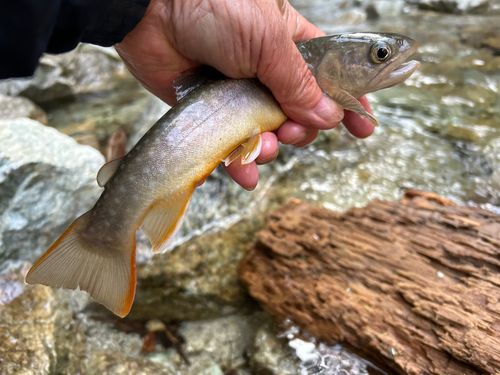 イワナの釣果