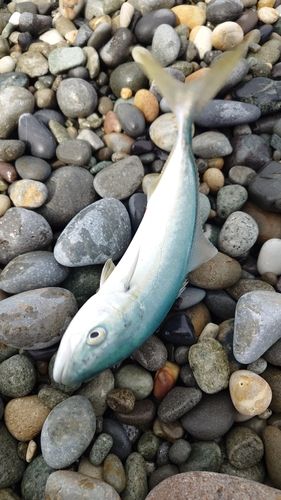 ワカシの釣果