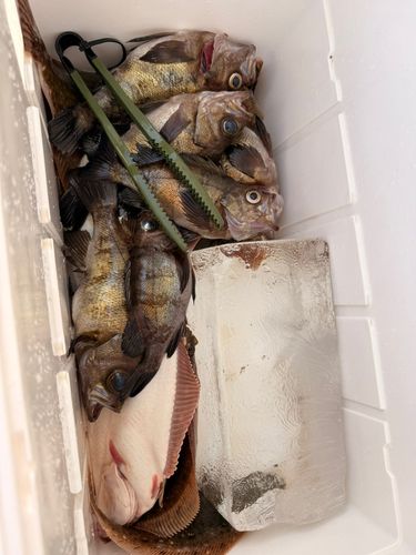 カレイの釣果