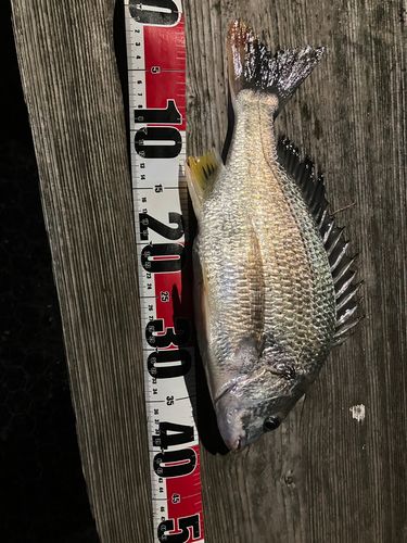 キビレの釣果