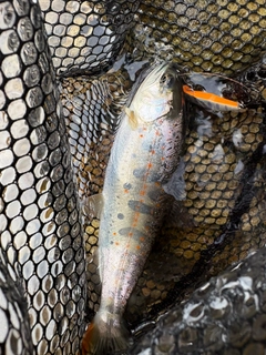 アマゴの釣果